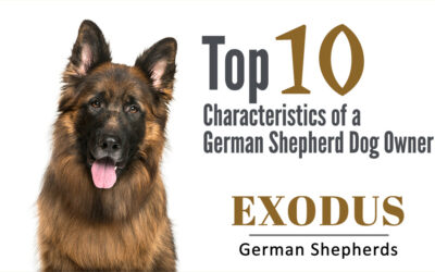 Top 10 Characteristics of a German Shepherd Dog Owner