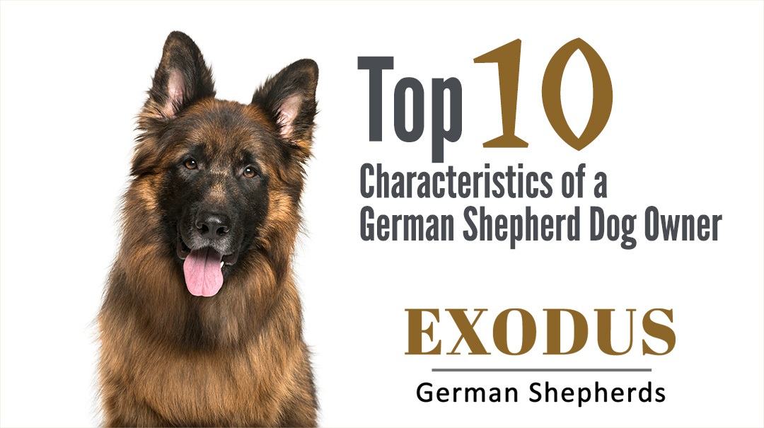 Top 10 Characteristics of a German Shepherd Dog Owner